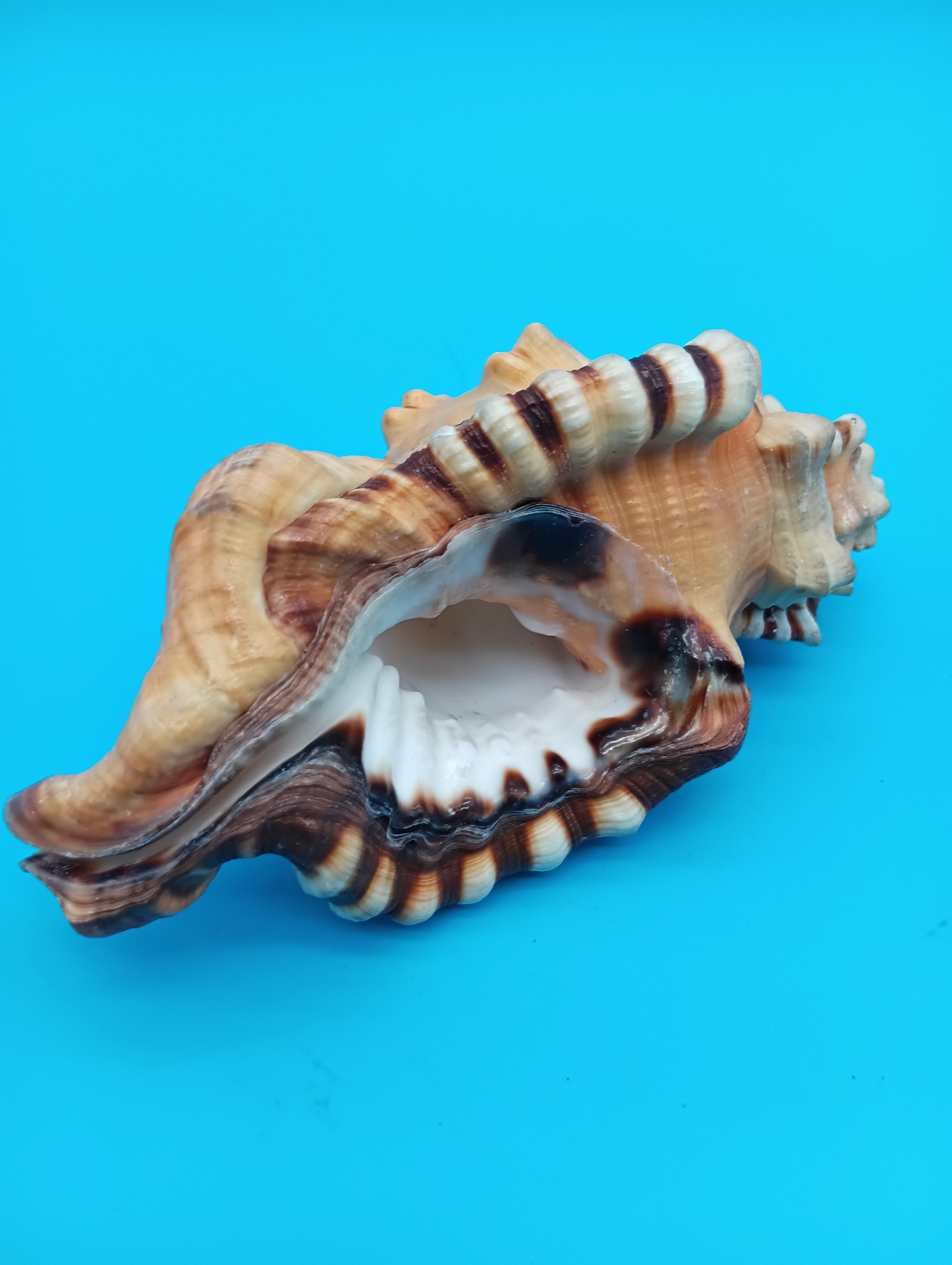 Perry Triton Conch Shell (Cymatium perryi)