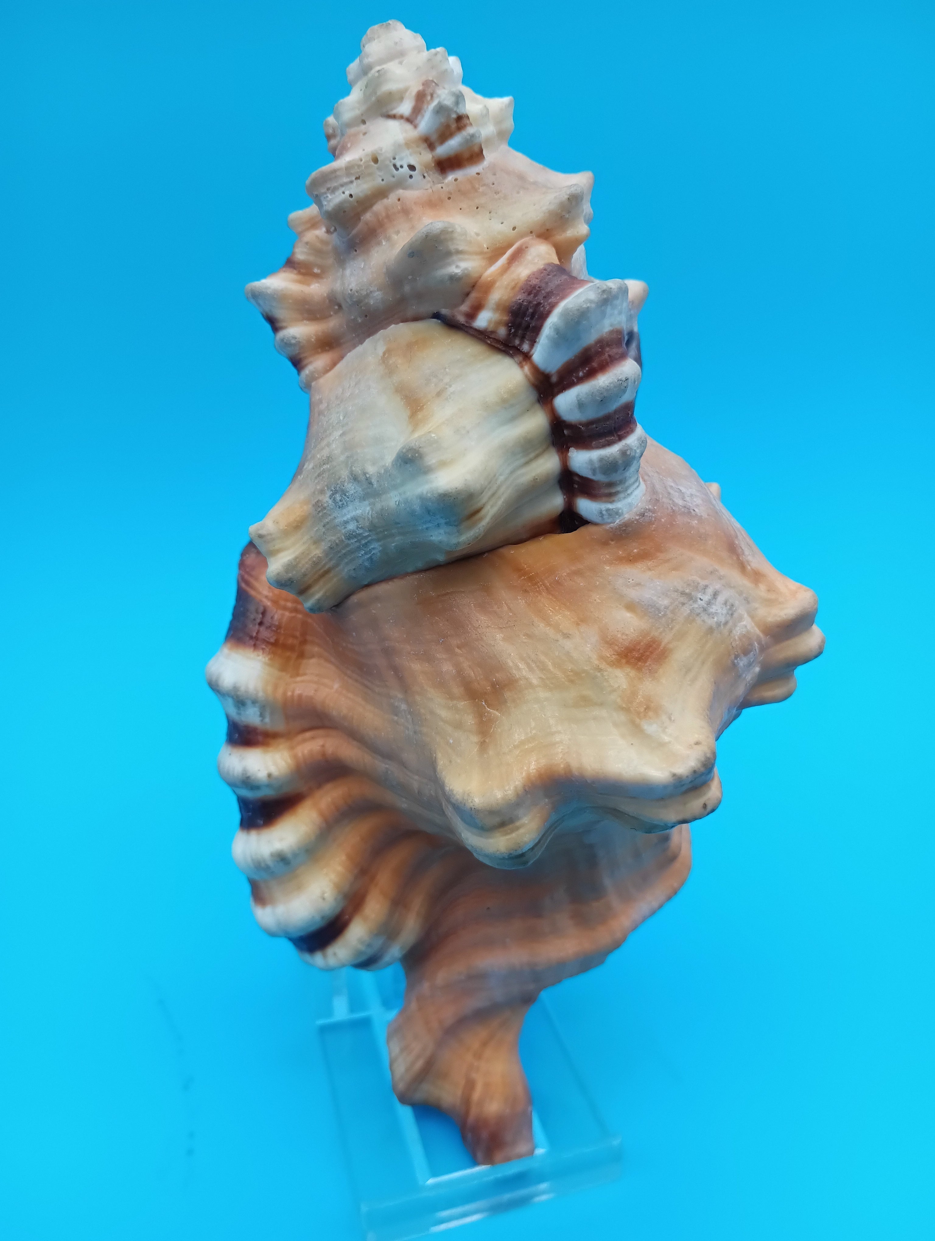 Perry Triton Conch Shell (Cymatium perryi)