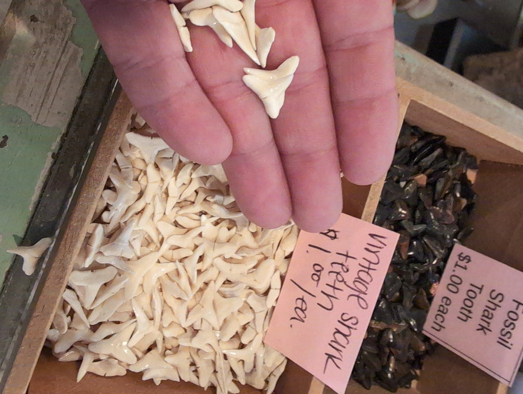 Genuine Shark teeth