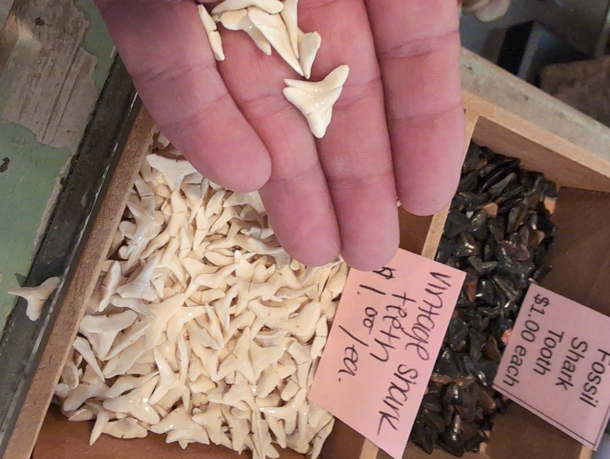 Genuine Shark teeth