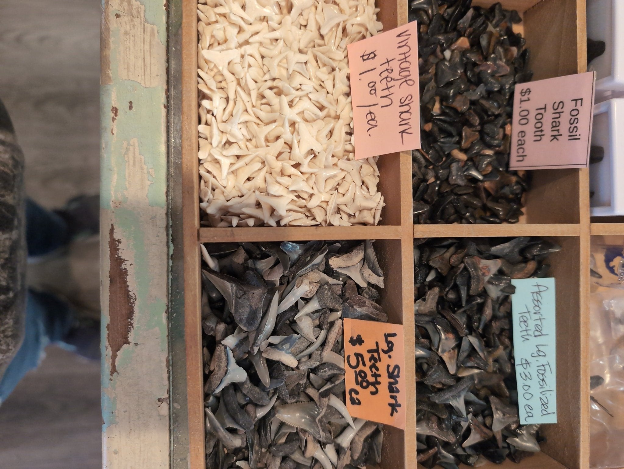 Genuine Shark teeth