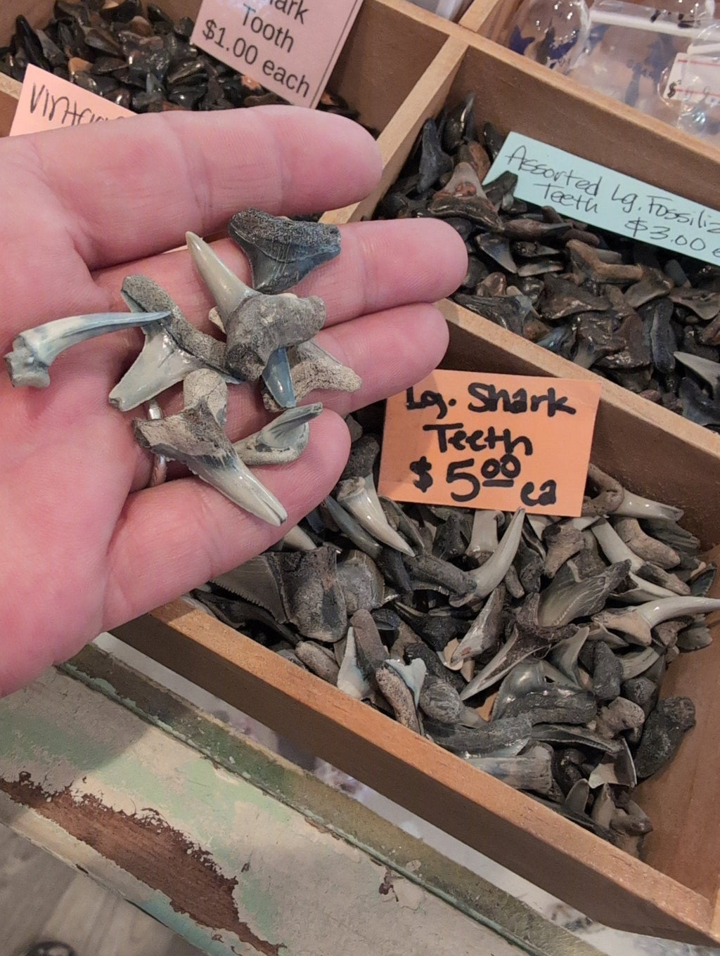 Genuine Shark teeth