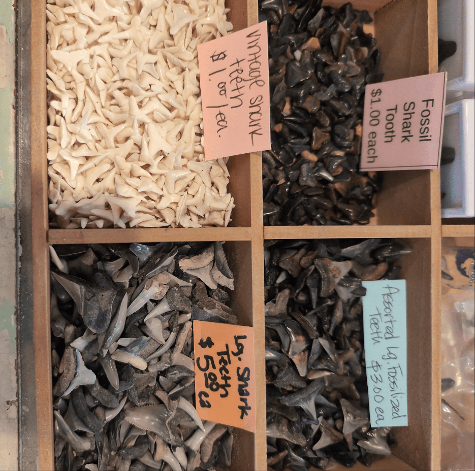 Genuine Shark teeth