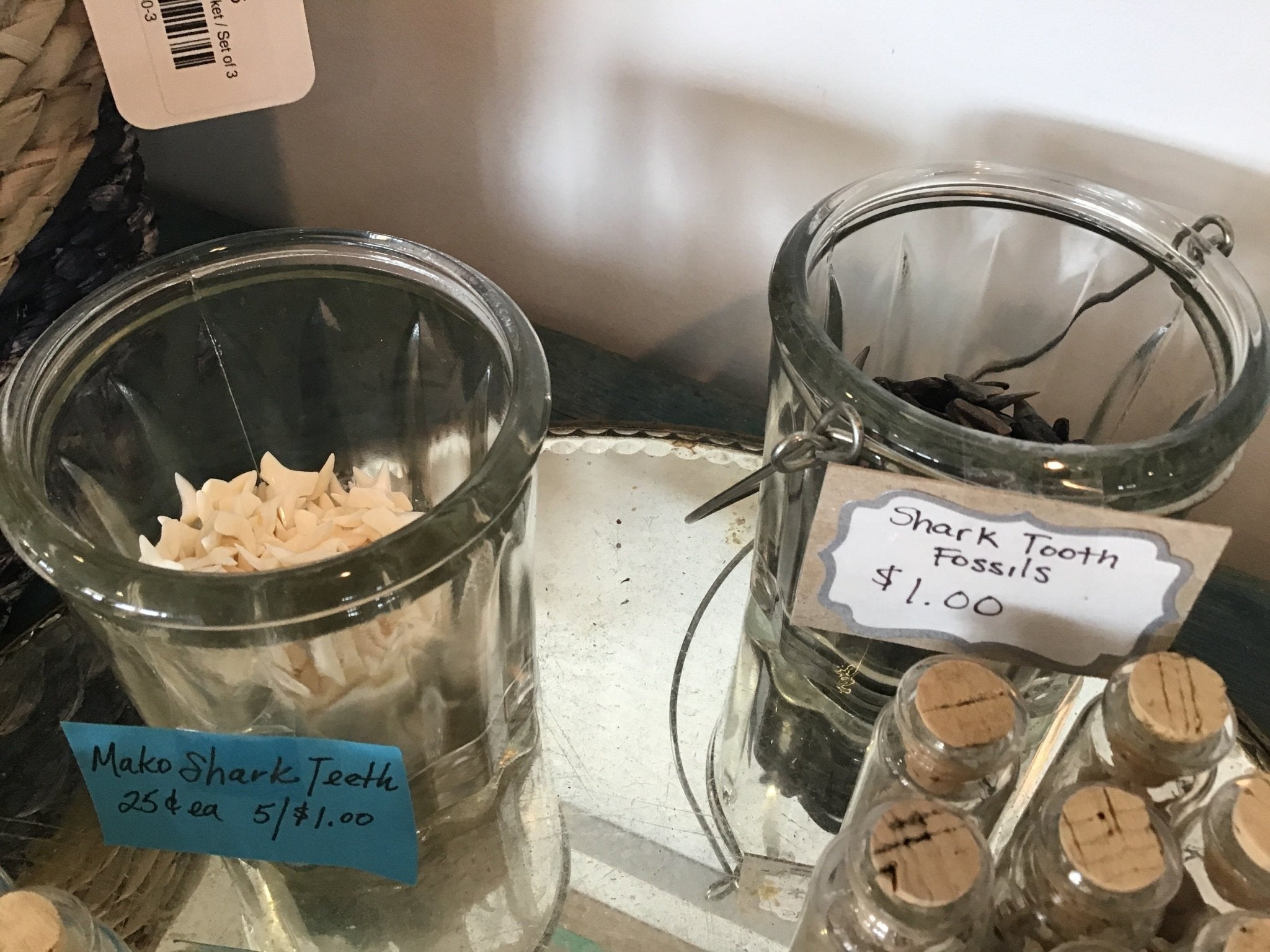 Genuine Shark teeth