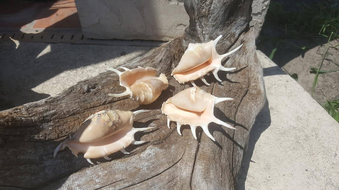 Spider Conch Shell- Lambis Lambis 4-5"
