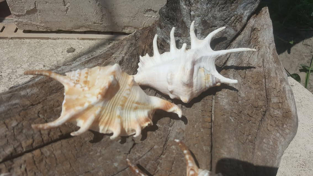 Spider Conch Shell- Lambis Lambis 4-5"